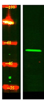 RGF1B rabbit pAb Antibody