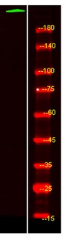 PTPRB antibody