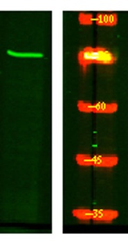 ARHG4 rabbit pAb Antibody