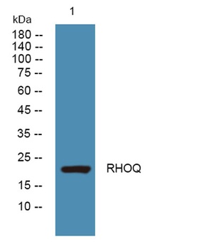 RHOQ rabbit pAb