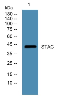 STAC rabbit pAb