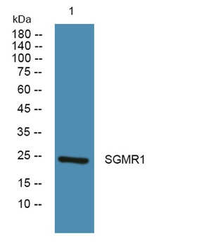 SGMR1 rabbit pAb Antibody