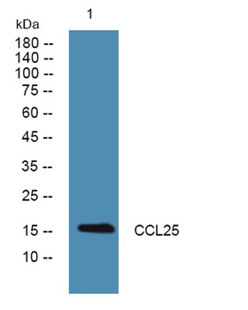 CCL25 antibody