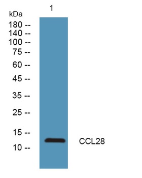 CCL28 rabbit pAb