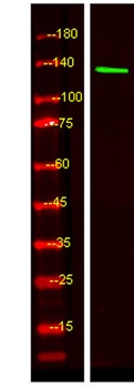 SL9C1 rabbit pAb Antibody