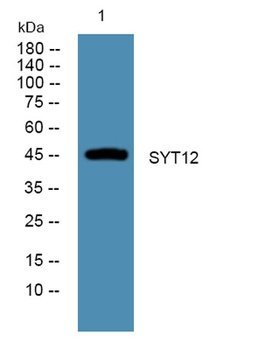 SYT12 rabbit pAb Antibody