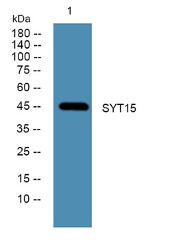SYT15 antibody