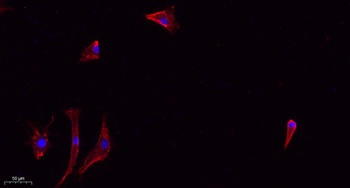 ZO1 rabbit pAb Antibody