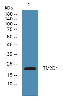 TM2D1 antibody