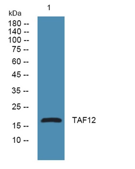 TAF12 rabbit pAb