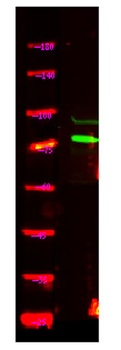 UBP49 rabbit pAb Antibody
