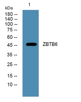 ZBTB6 rabbit pAb Antibody