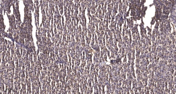 ZFHX4 rabbit pAb