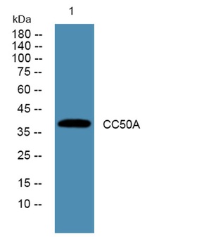 CC50A antibody