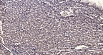 CENPF rabbit pAb