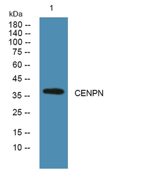 CENPN rabbit pAb
