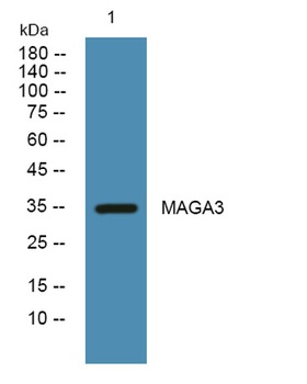 MAGA3 antibody
