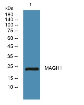 MAGH1 antibody