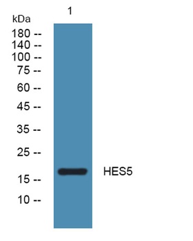 HES5 antibody