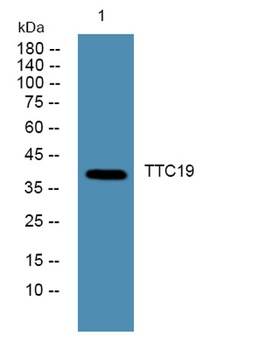 TTC19 rabbit pAb