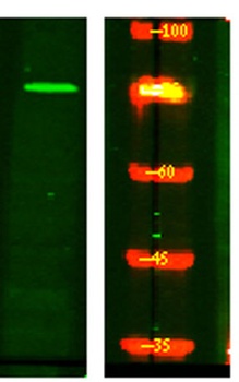 NUFP2 rabbit pAb Antibody