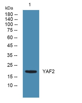 YAF2 rabbit pAb