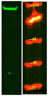 SRRM1 antibody