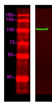 MYCD rabbit pAb Antibody