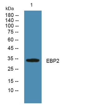 EBP2 antibody