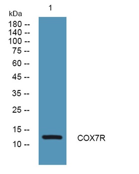 COX7R rabbit pAb Antibody