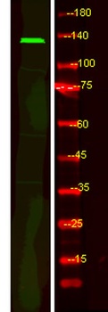 FBF1 rabbit pAb Antibody