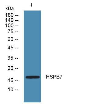HSPB7 antibody