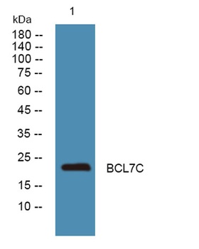 BCL7C rabbit pAb Antibody