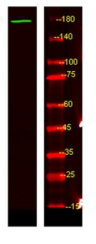 NRK rabbit pAb Antibody