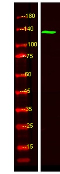 TAOK2 antibody