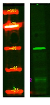 NRBP rabbit pAb Antibody