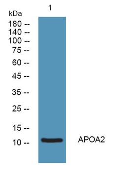 APOA2 rabbit pAb