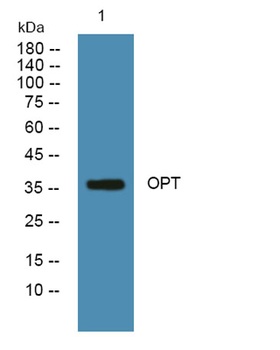 OPT rabbit pAb Antibody