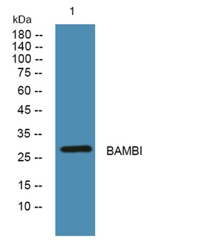 BAMBI antibody