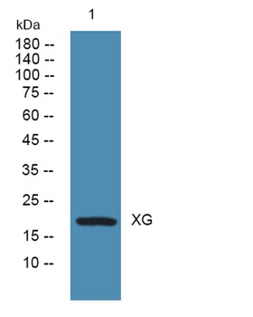 XG rabbit pAb Antibody