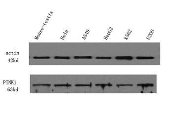 PINK1 rabbit pAb Antibody