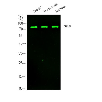 GELS rabbit pAb Antibody