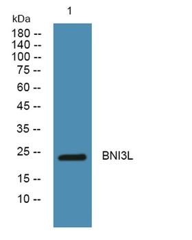 BNI3L rabbit pAb Antibody