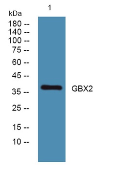 GBX2 antibody