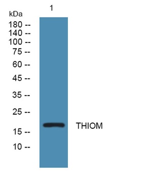THIOM rabbit pAb Antibody