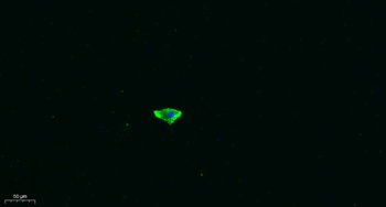 OSTCN rabbit pAb Antibody