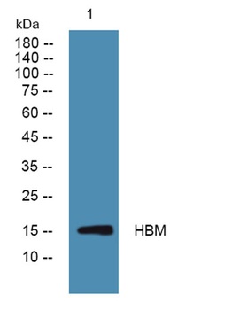 HBM antibody