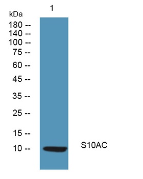 S10AC rabbit pAb Antibody