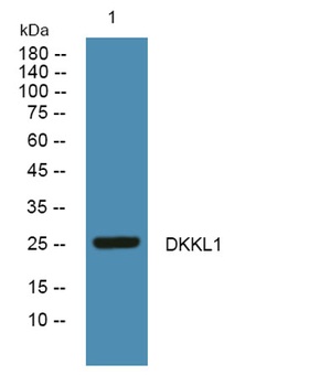 DKKL1 rabbit pAb