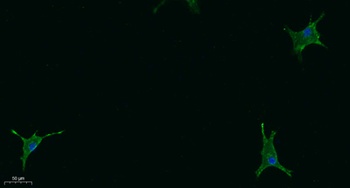 STAB2 antibody